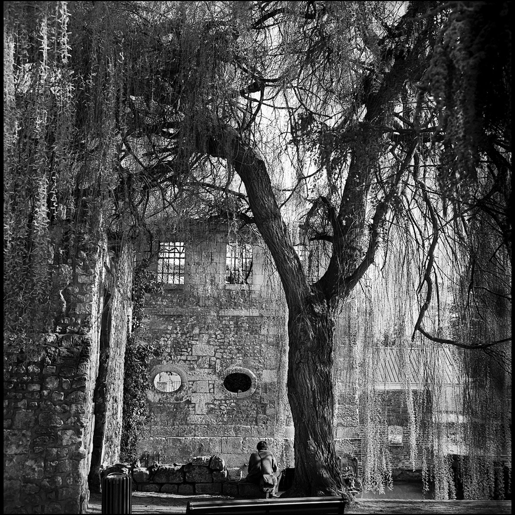 immeuble-pierre-grand-arbre-saule-pleureur-homme-assis-dos-noir-et-blanc